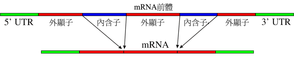 Pre-mRNA_to_mRNA_zh.png