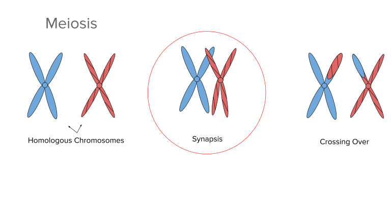 Synapsis_during_Meiosis.png