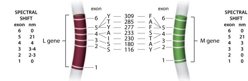 exon.jpg
