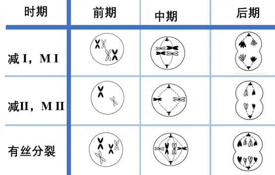 meiosis-mitosis.webp