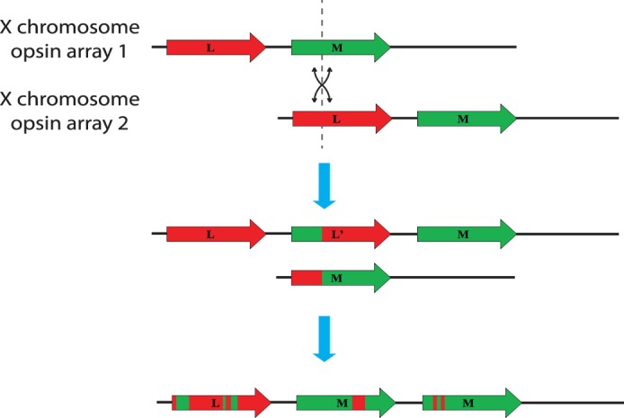 opsin-crossover.jpg